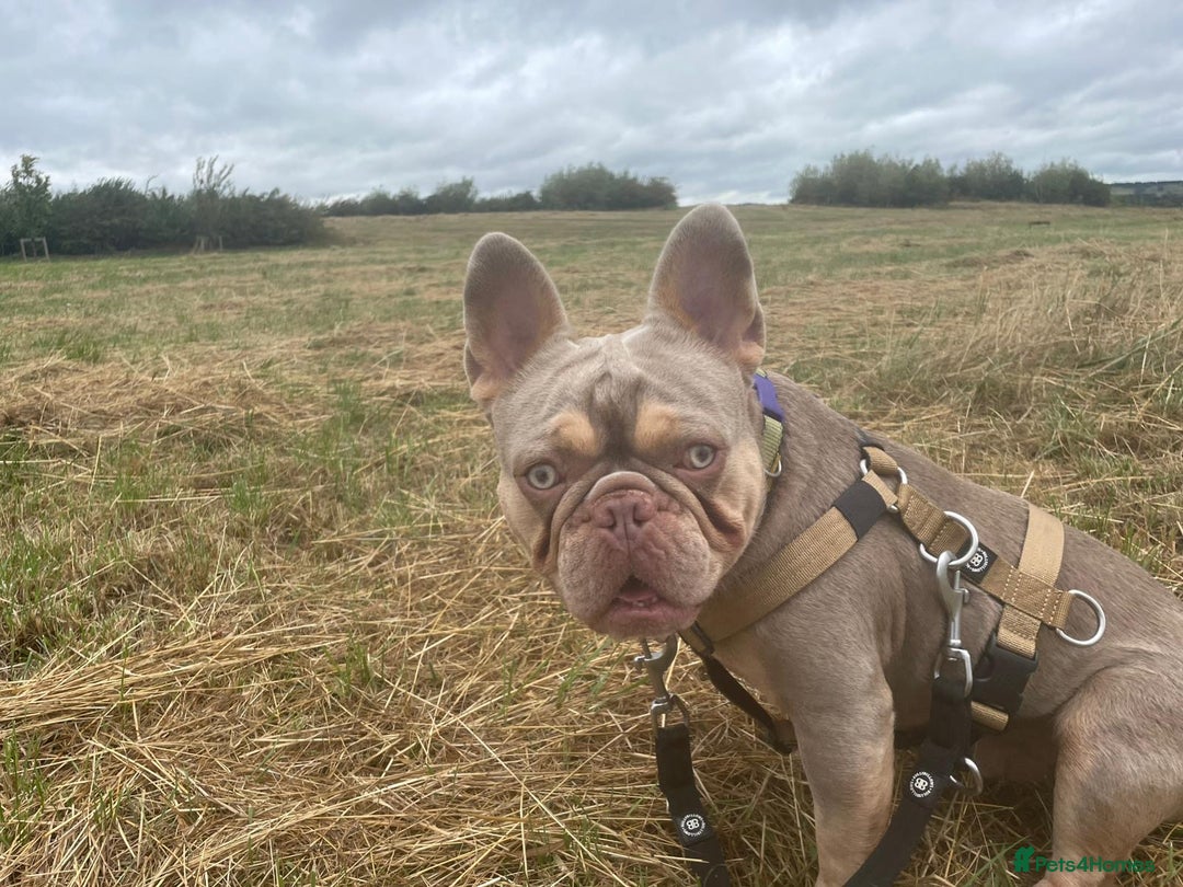 French Bulldog dogs for sale: 2 year old Reggie - Image 1