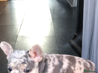 French Bulldog dogs Two boys - Advert 5