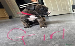 Mixed Breed dogs for sale: Cane Corso x American Bulldog puppies  - Image 2
