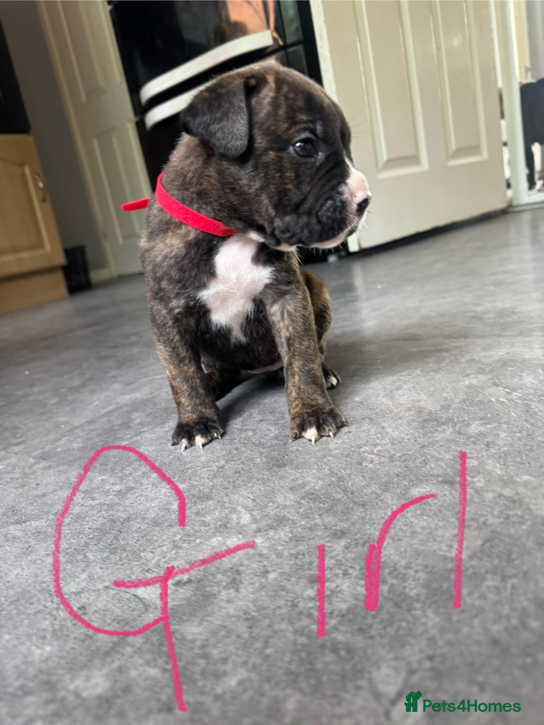 Mixed Breed dogs for sale: Cane Corso x American Bulldog puppies  - Image 2