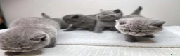 British Shorthair cats for sale: Beautiful Purebred Blue British Shorthair Kittens  in Dundee - Advert 16