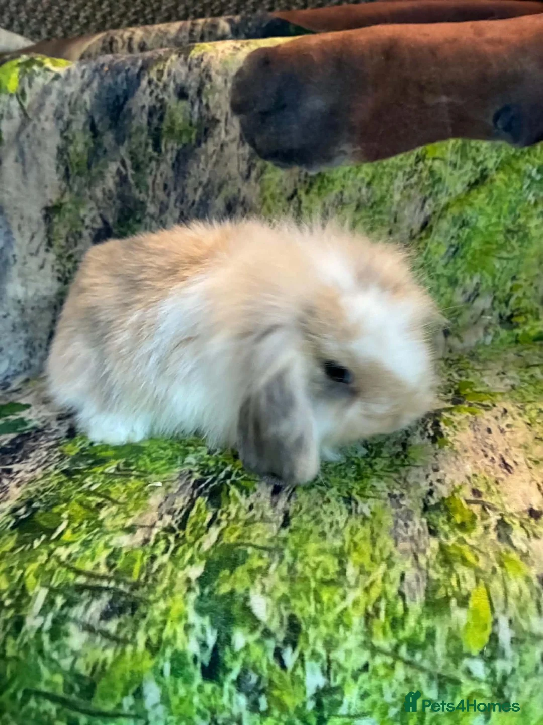 Mini Lop rabbits for sale: Beautiful mini Lop Baby Rabbits - Advert 8
