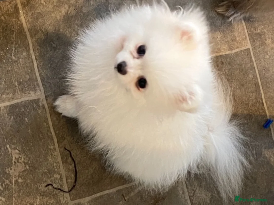 Pomeranian dogs for stud: Kc pure white 1.2 kg Pomeranian stud in Reigate - Advert 5