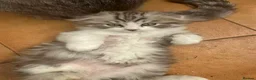 Mixed Breed cats for sale: Mixed kittens - Advert 12