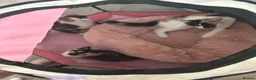 Domestic Shorthair cats for sale: Selling domestic kittens (calico kittens) in Livingston - Advert 1