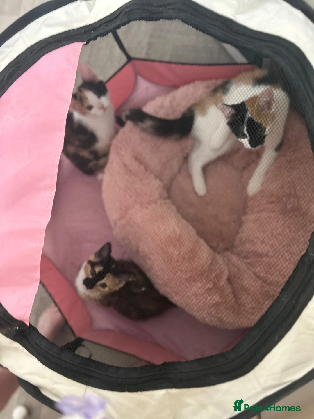 Domestic Shorthair cats for sale: Selling domestic kittens (calico kittens) in Livingston - Advert 1