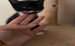 Mixed Breed cats for sale: 3 kittens  - Image 4
