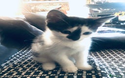 Mixed Breed cats for sale: Kittens  - Image 4