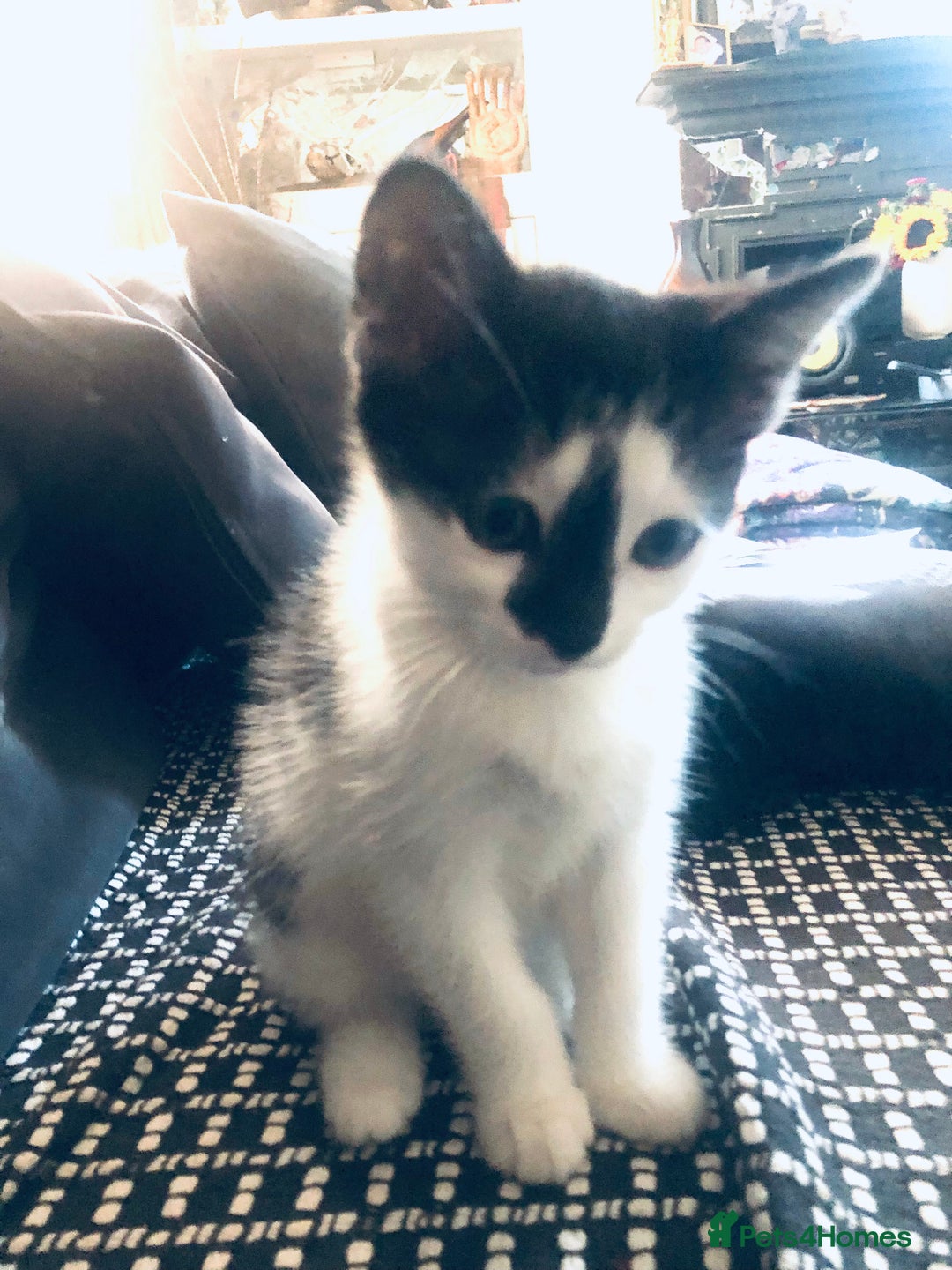 Mixed Breed cats for sale: Kittens  - Image 4