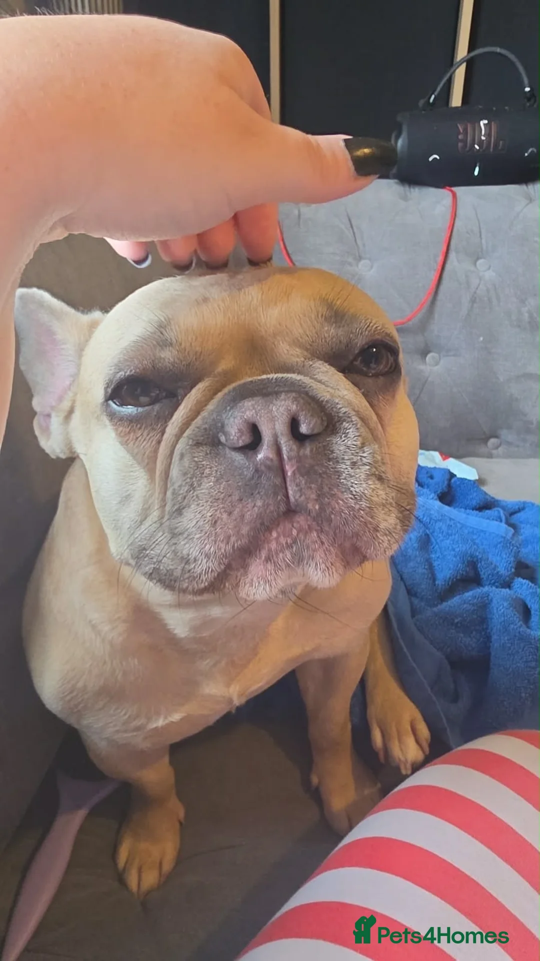 French Bulldog dogs for sale: 5 year old French bulldog  in Ware - Advert 4