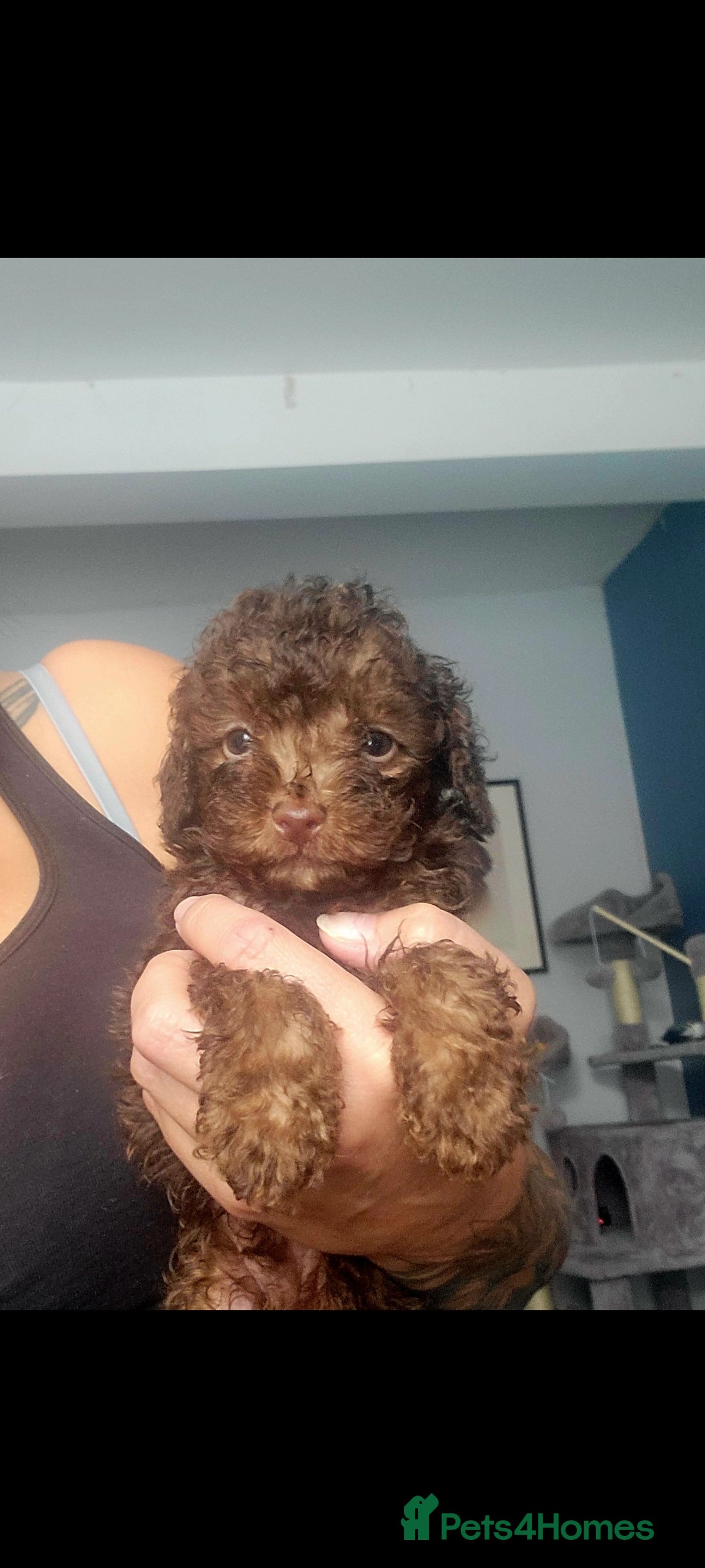 Toy Poodle dogs for sale: **Beautiful Toy Poodle Babies** - Image 3