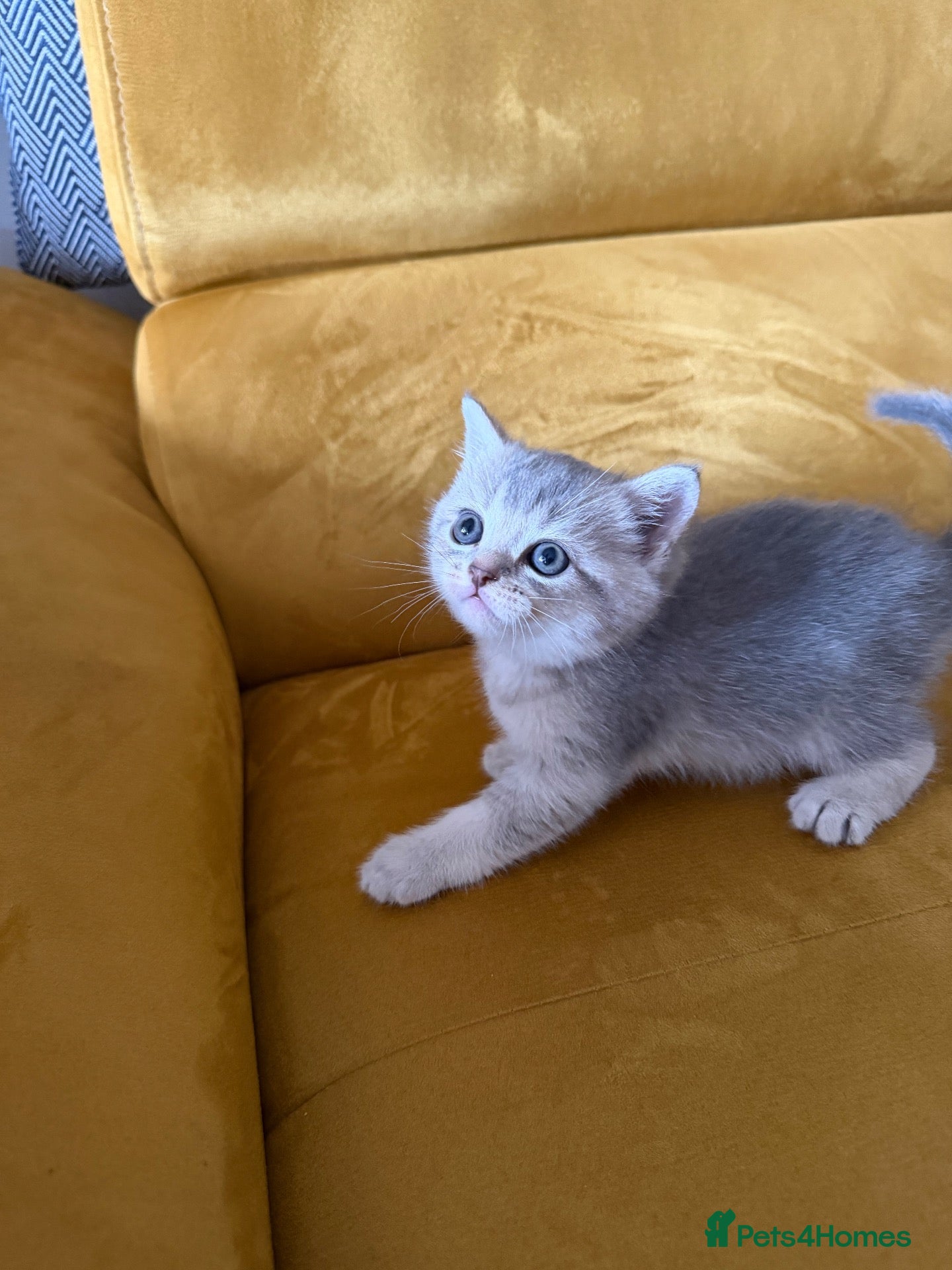 British Shorthair cats Gorgeous BSH Chinchilla Kittens  - Advert 2