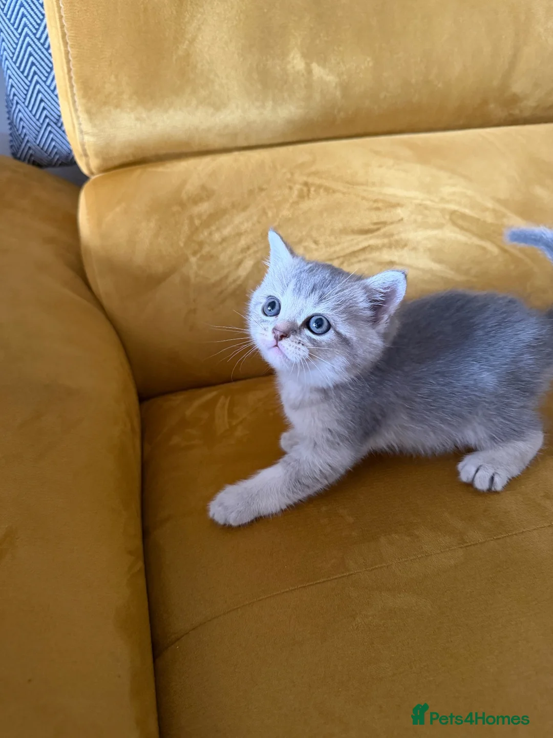 British Shorthair cats for sale: Gorgeous BSH Chinchilla Kittens  - Advert 2