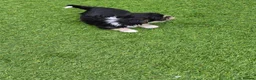 Chorkie dogs for sale: Tiny little boy for sale - Advert 3