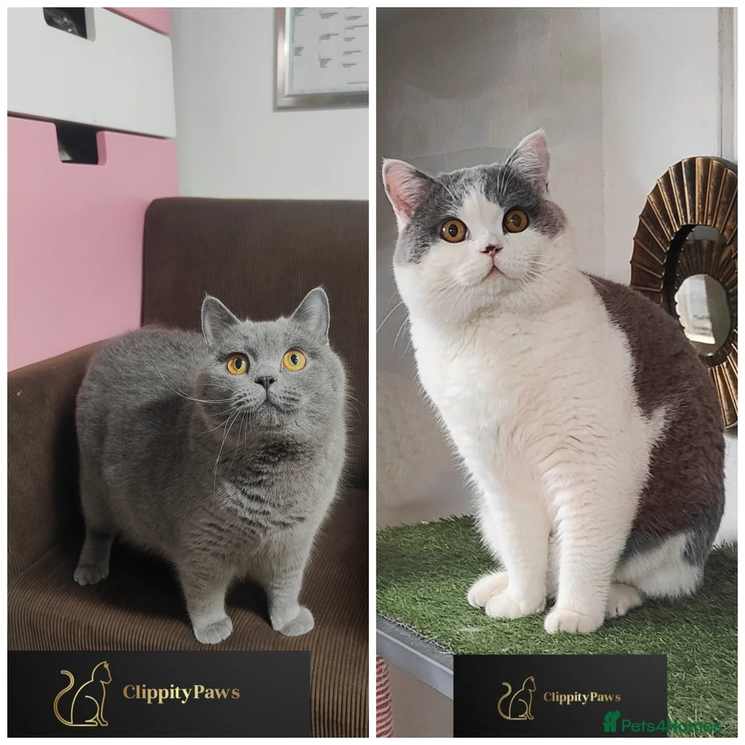 British Shorthair cats for sale: GCCF REGISTERED CHUNKY BRITISH SHORTHAIR KITTENS - Advert 2