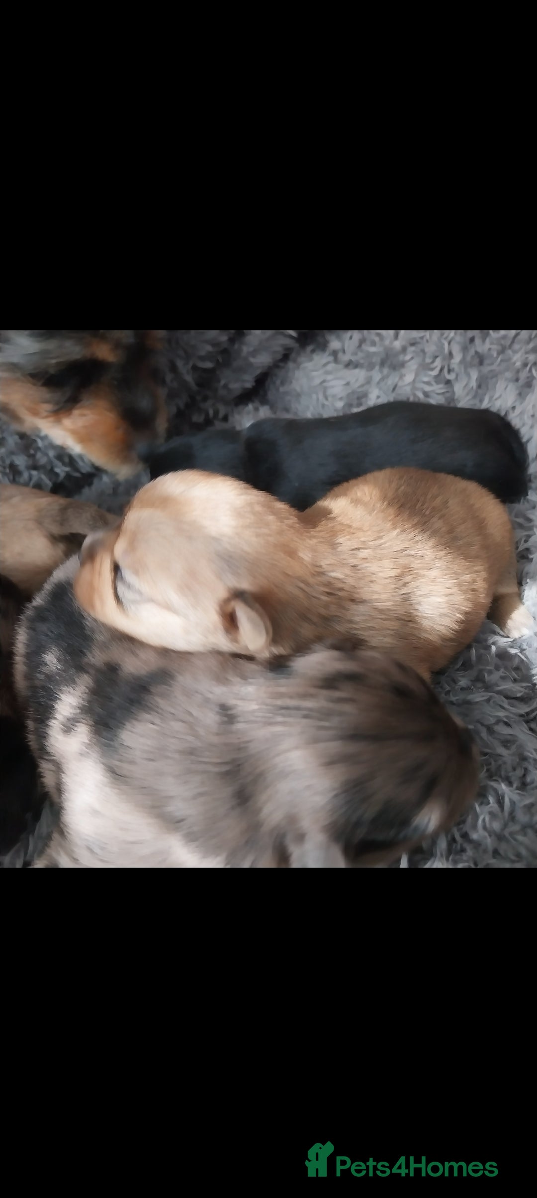 Mixed Breed dogs for sale: Pomeranian /Terrior  - Image 7