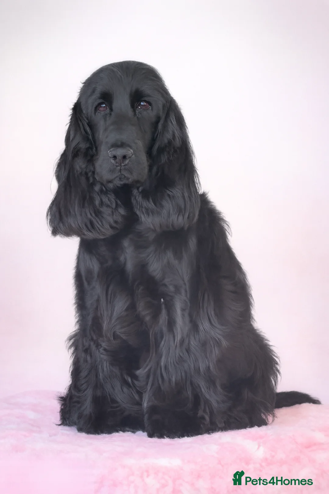 Cocker Spaniel dogs for sale: The Truly Loving Thule in Wellingborough - Advert 1