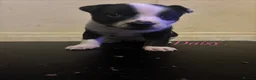 Mixed Breed dogs for sale: 1 Bullkita Puppy Left | Ready 25th May - Advert 35