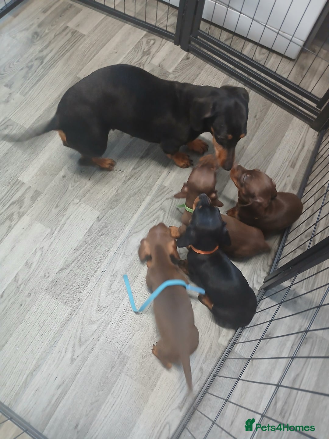Dachshund dogs for sale: Dachshund puppies  - Advert 4