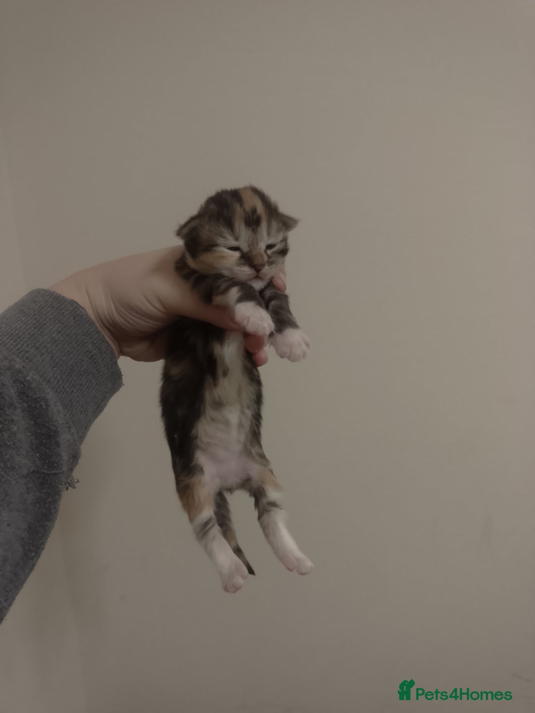 Mixed Breed cats for sale: Kittens for sale - Advert 3