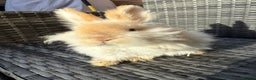 Angora rabbits for sale: English Angora Babies  - Advert 8