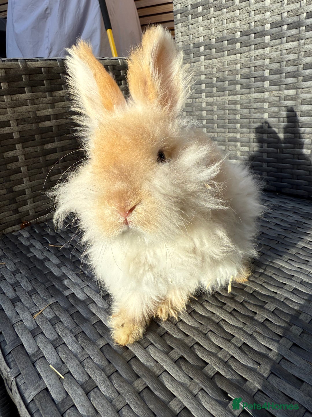 Angora rabbits for sale: English Angora Babies  - Advert 8