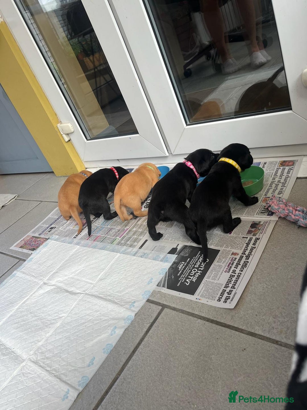 Labrador Retriever dogs for sale: 🐾 Beautiful Labrador Puppies🐾 - Image 9