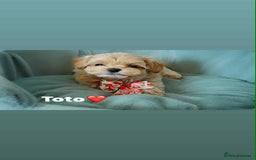 Maltipoo dogs for sale: Tiny F1 Asian Maltipoo puppies. Ready now! - Image 15