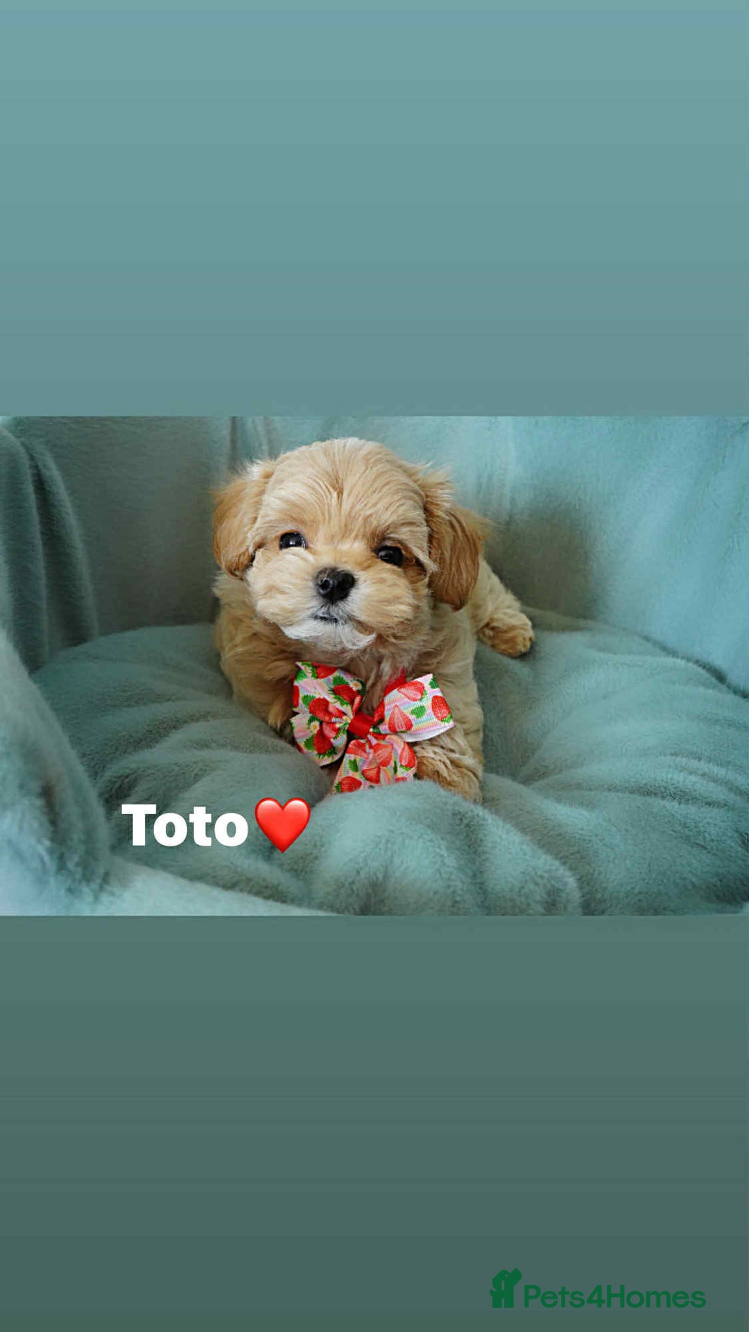 Maltipoo dogs for sale: Tiny F1 Asian Maltipoo puppies. Ready now! - Image 15