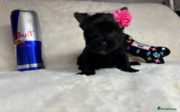 Yorkshire Terrier dogs for sale: Purebreed Yorkshire terrier (480G)8weeks old🥰 - Image 7