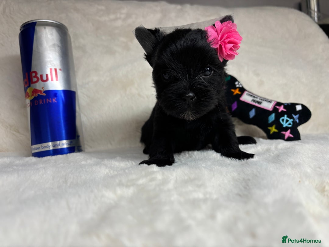 Yorkshire Terrier dogs for sale: Purebreed Yorkshire terrier (480G)8weeks old🥰 - Image 7
