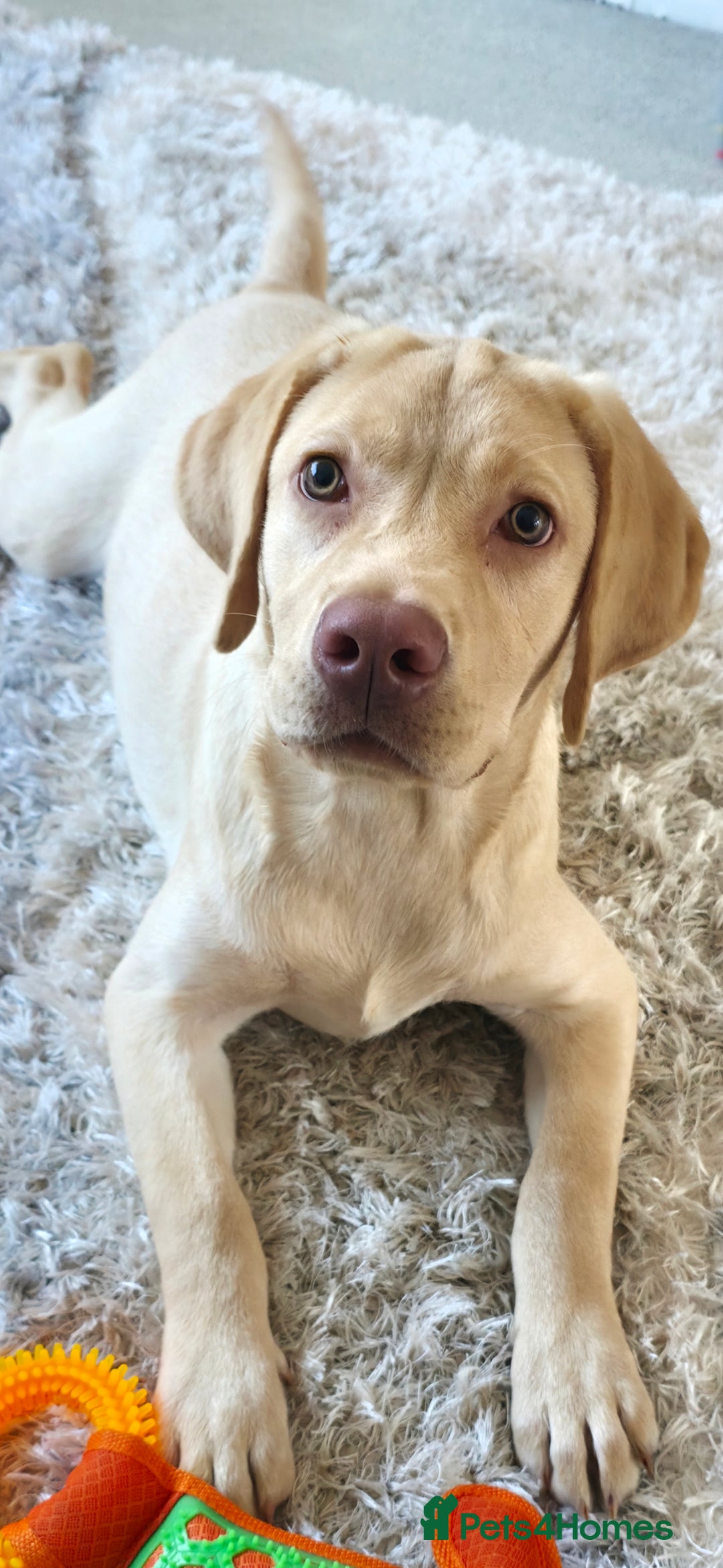 Labrador Retriever dogs for sale: Male - 7 month Yellow Labrador Retreiver - Advert 3