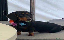 Dachshund dogs for sale: Dachund - Image 9