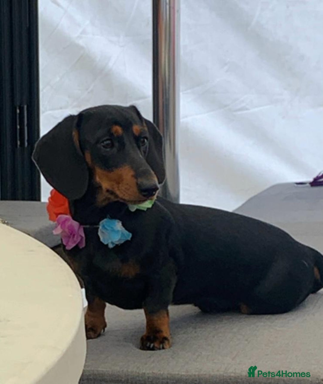 Dachshund dogs for sale: Dachund - Image 9