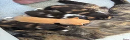 Mixed Breed cats for sale: Cute mixed breed kittens in Sheffield - Advert 13