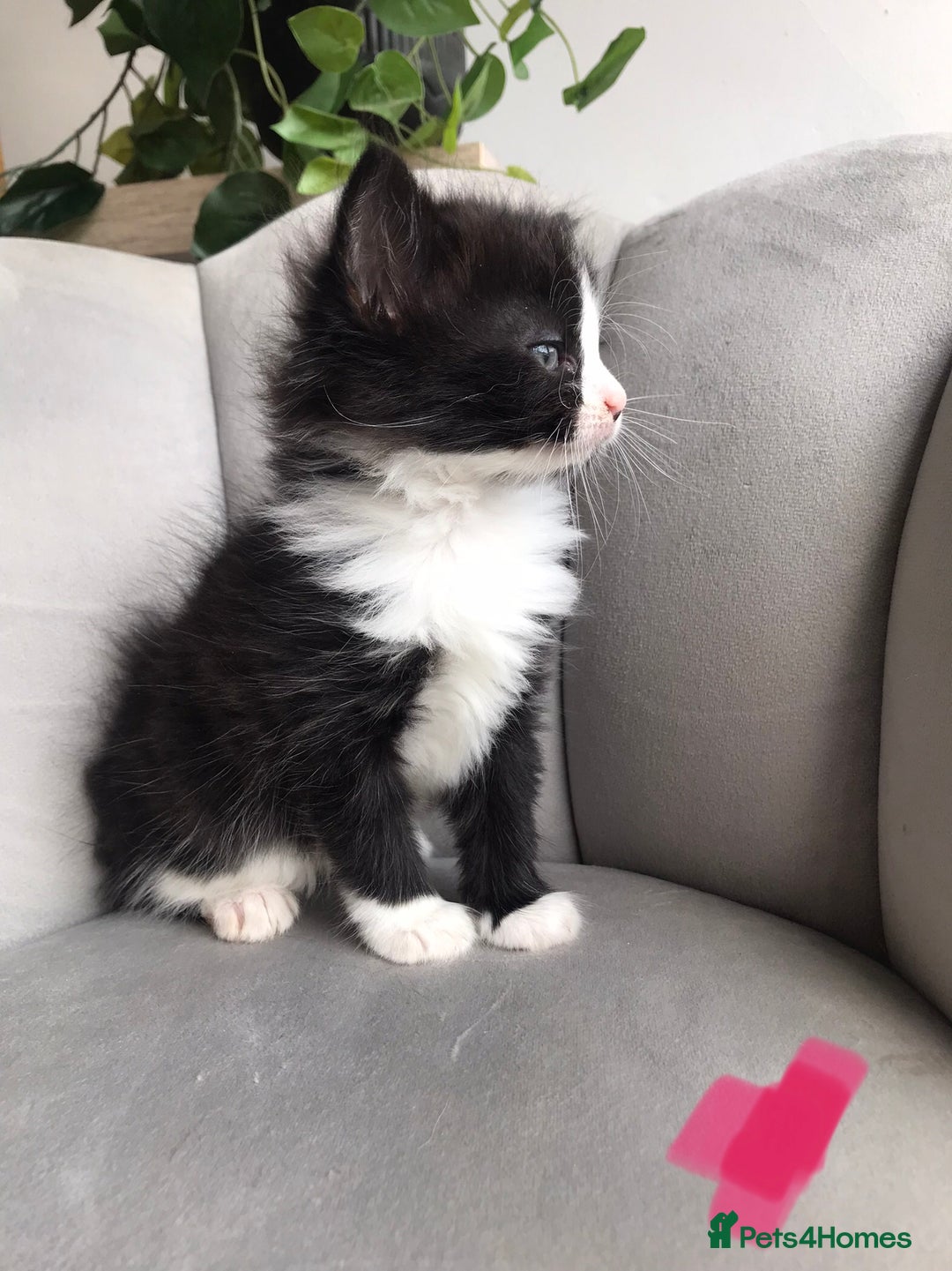 Mixed Breed cats for sale: 4 beautiful babies looking for their forever homes - Image 11