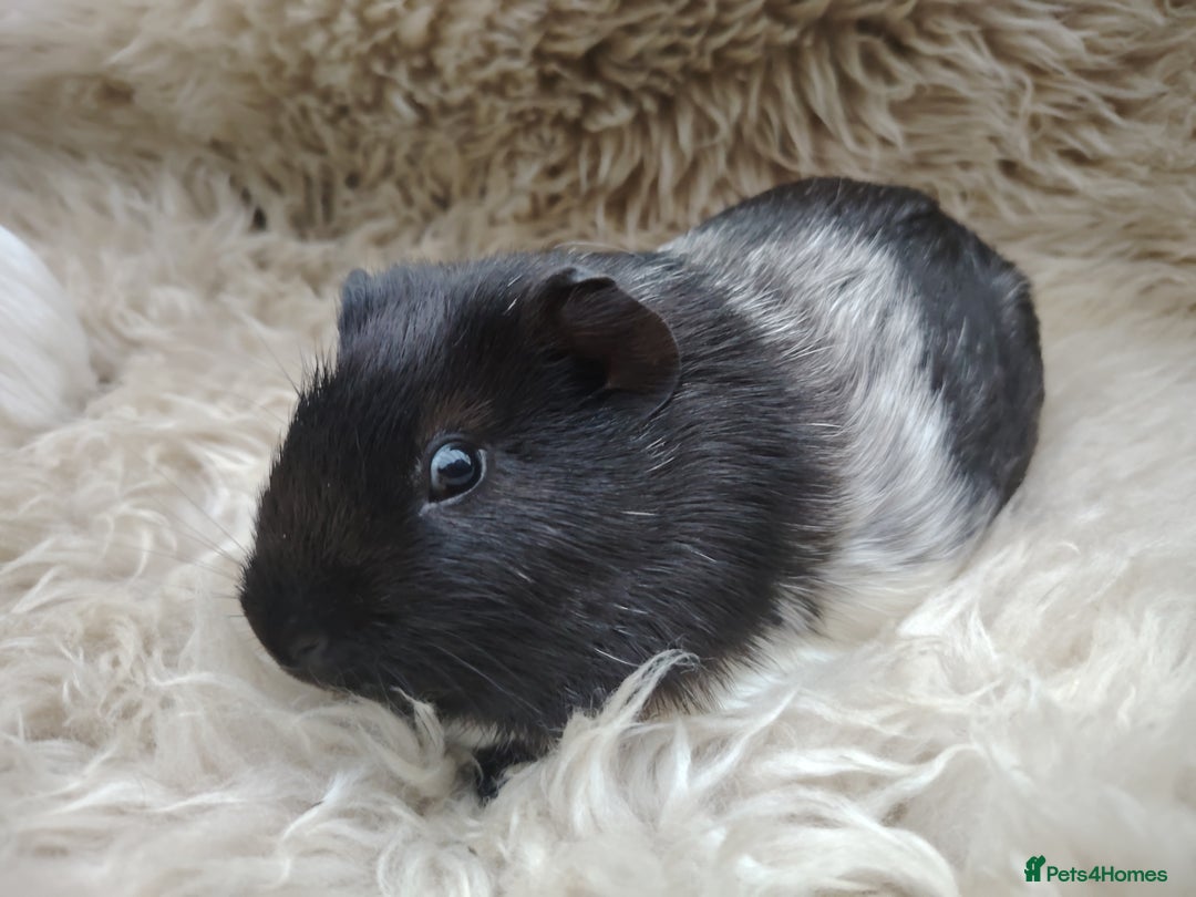 Guinea Pig rodents for sale: Guinea pigs babies and adults  - Image 8