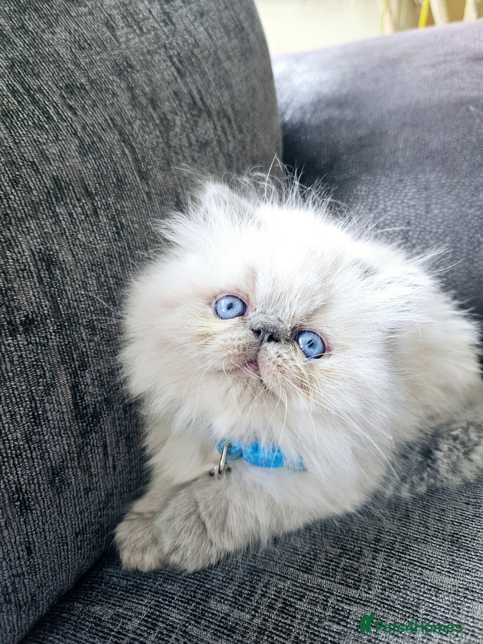 Persian cats 😻Stunning Pedigree Persian Kittens😻  - Advert 3