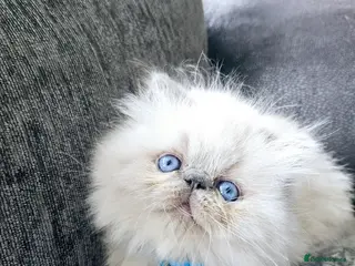 Persian cats 😻Stunning Pedigree Persian Kittens😻 - Advert 3