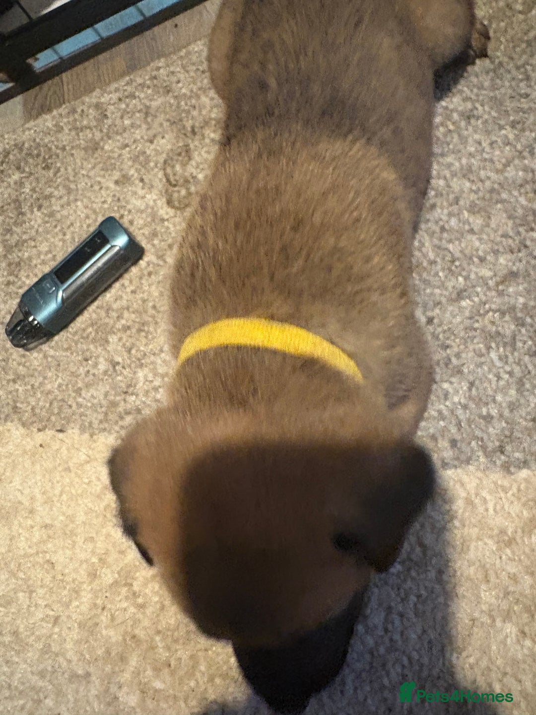 Mixed Breed dogs for sale: Belgian mali cross bullgreyhound PUPPIES  - Advert 17