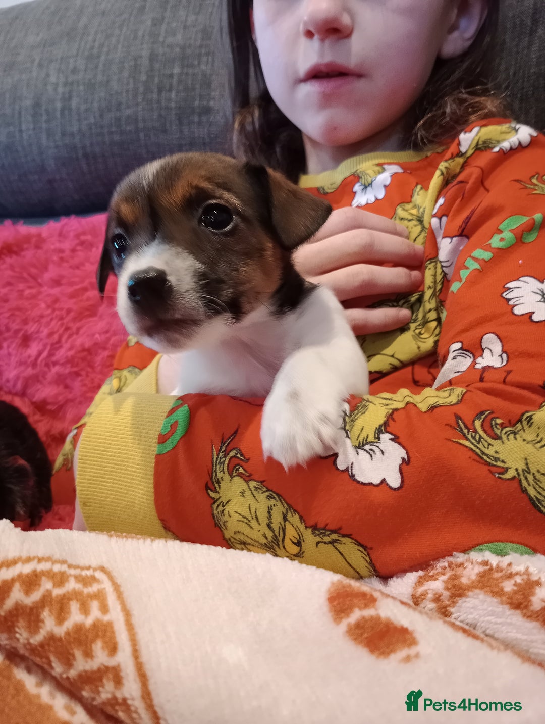 Jack Russell dogs for sale: Jack russell puppies - Advert 29