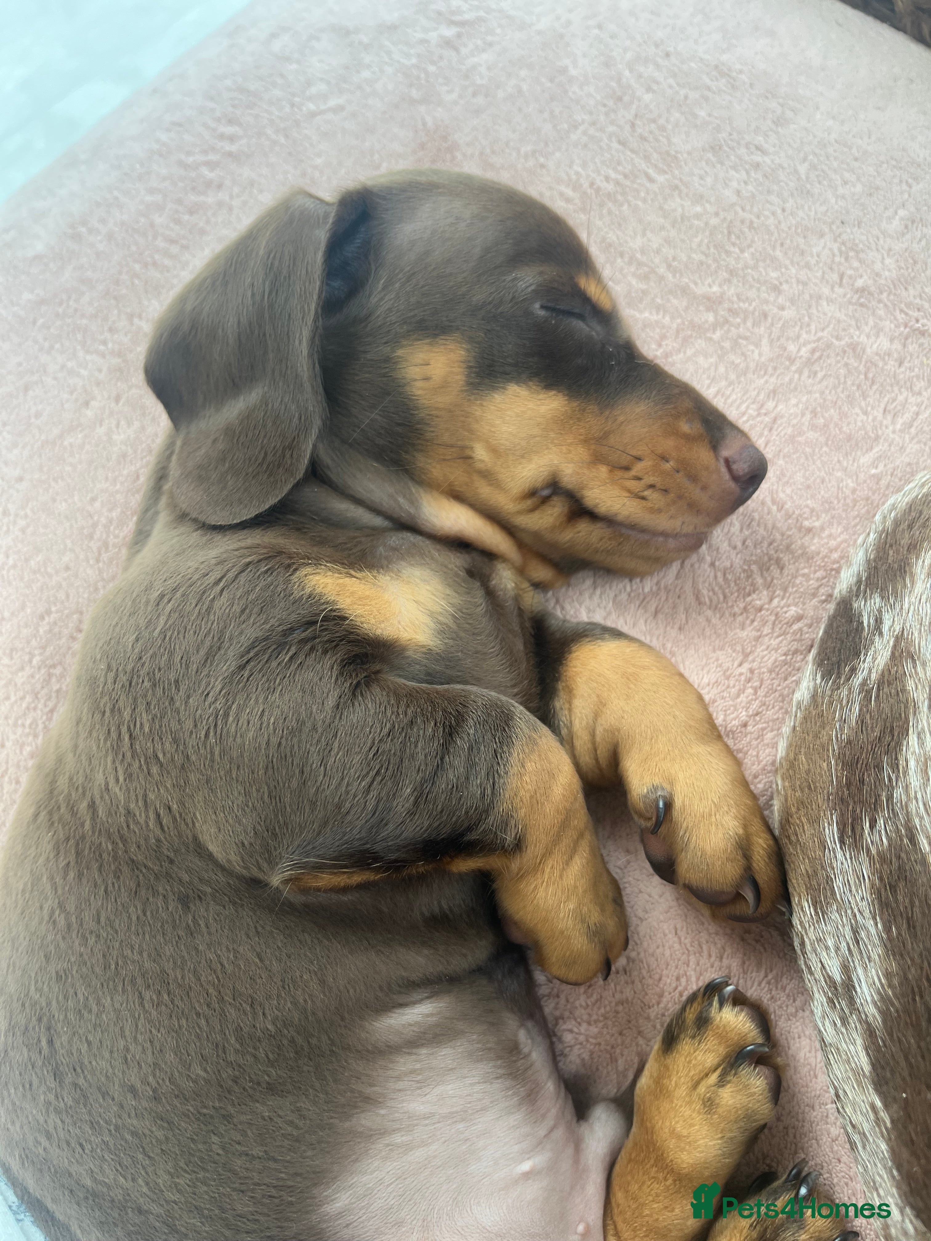 Miniature Dachshund dogs ⭐️ last boy left ⭐️ 🐶 - Advert 2