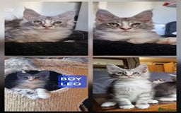 Maine Coon cats for sale: Big beautiful black silver tabby pedigree  kittens - Image 2