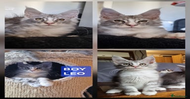 Maine Coon cats - Advert 11