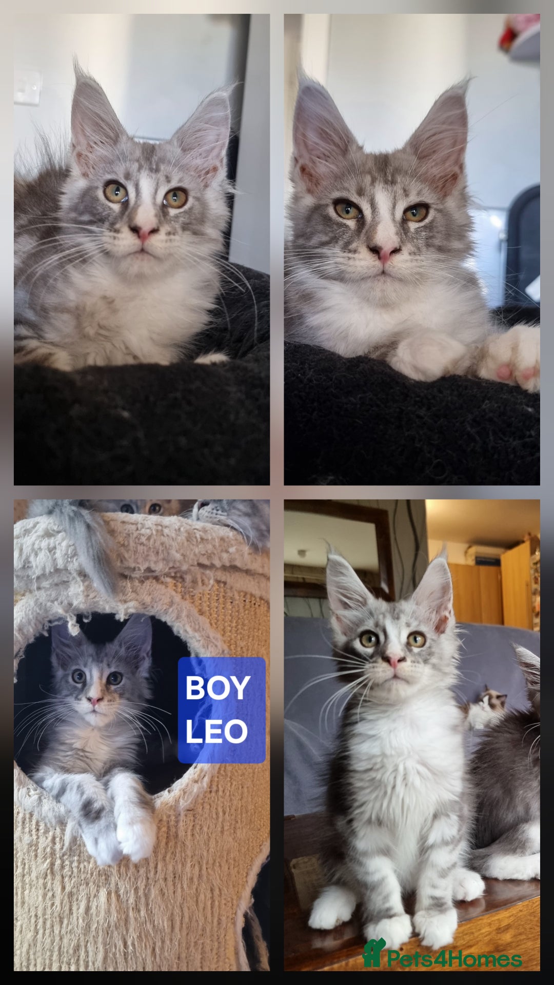 Maine Coon cats for sale: Big beautiful black silver tabby pedigree  kittens - Image 2