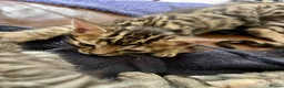 Bengal cats for sale: Beautiful Bengal Kittens for Sale, Pure Bengal Mum - Advert 6