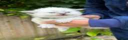 Ragdoll cats for sale: Beautiful Pure Blue Point Ragdoll  - Advert 31