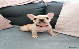 French Bulldog dogs for sale: Gorgeous French bulldog puppies Just 1 girl left!  - Advert 29