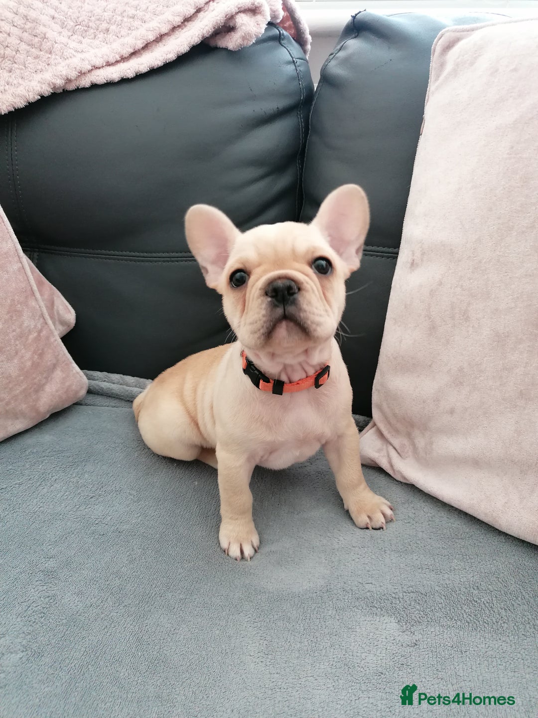 French Bulldog dogs for sale: Gorgeous French bulldog puppies Just 1 girl left!  - Advert 29