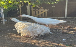 Geese poultry for sale: Sebastopol geese  - Image 3